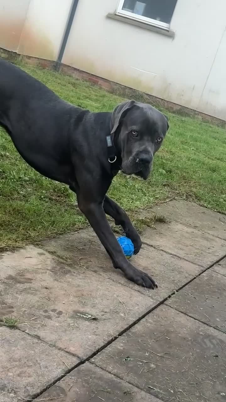 Cane Corso dogs for sale: Reggie  in Exeter - Video 2