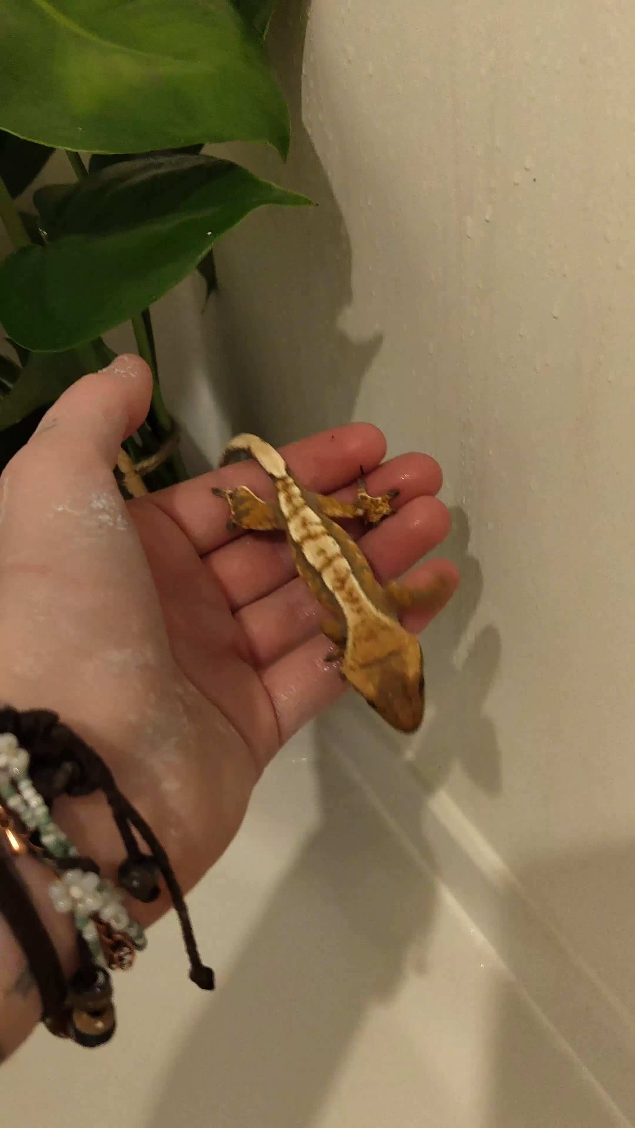 Gecko reptiles for sale: Crested gecko in Paisley - Video 1
