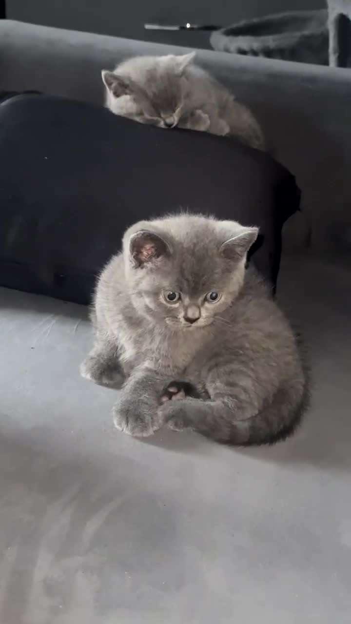 British Shorthair cats for sale: British short hair kittens in Leeds - Video 2