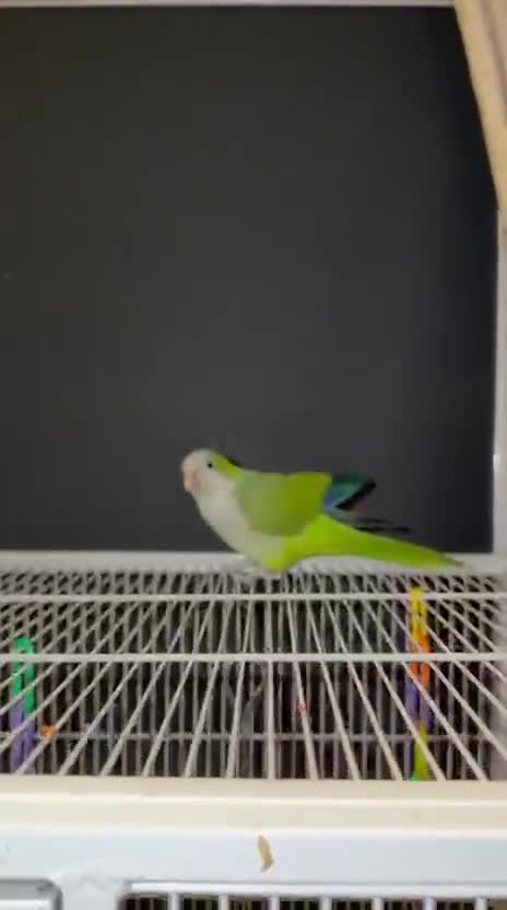 Ringnecks birds for sale:  for sale beautiful pair  - Video 2