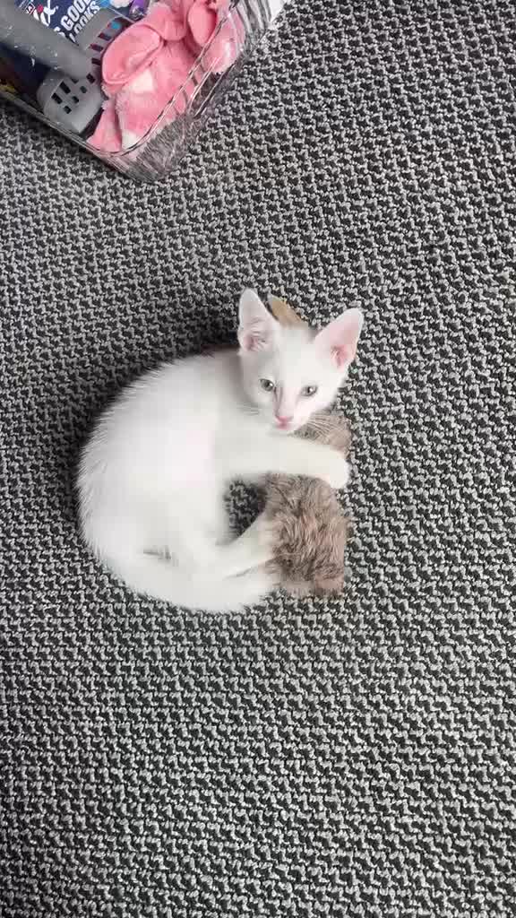 Turkish Angora cats for sale: Make Turkish Angora Kitten - Video 1