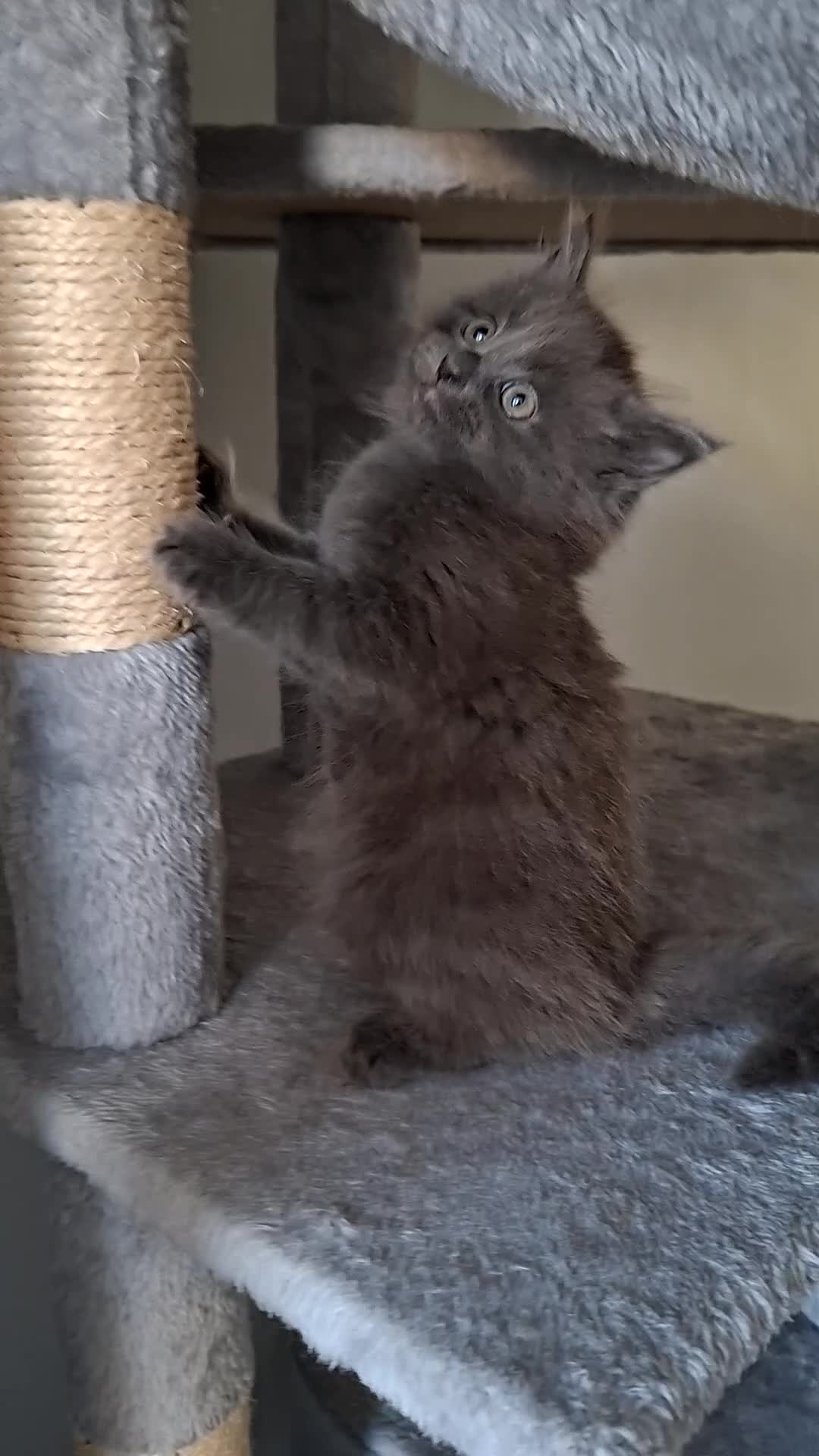 Mixed Breed cats for sale: Grey kitten for sale  - Video 1
