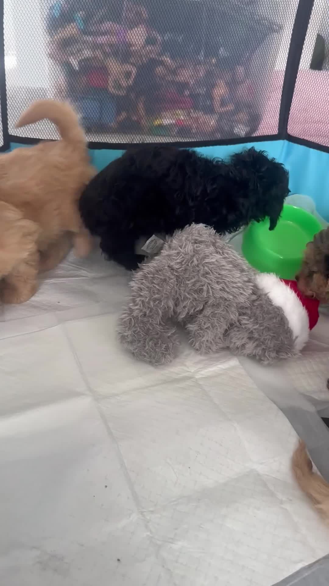 Yorkiepoo dogs for sale: Yourki poo  - Video 2