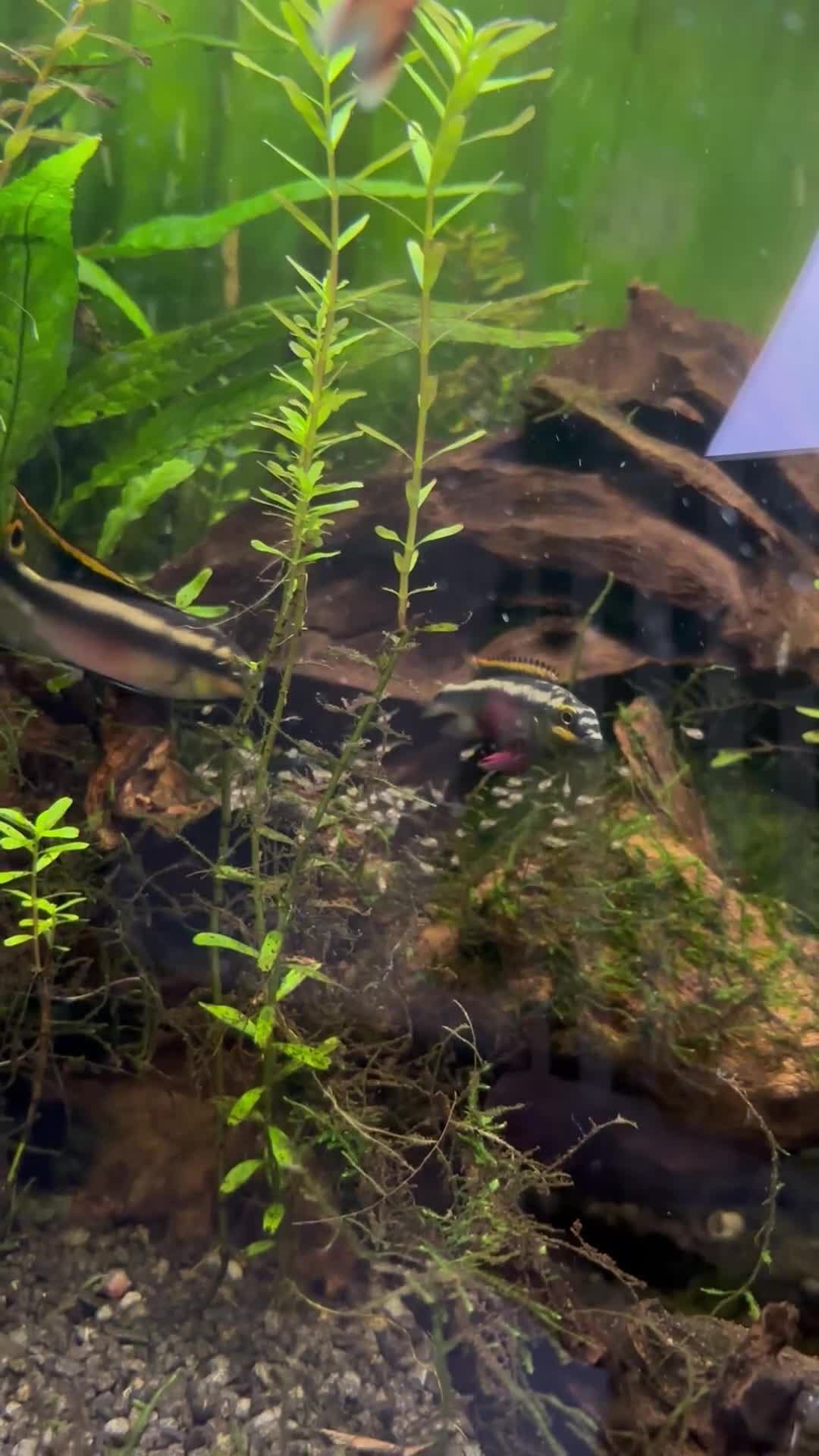 Cichlids fish for sale: Rainbow Kribensis  - Video 1