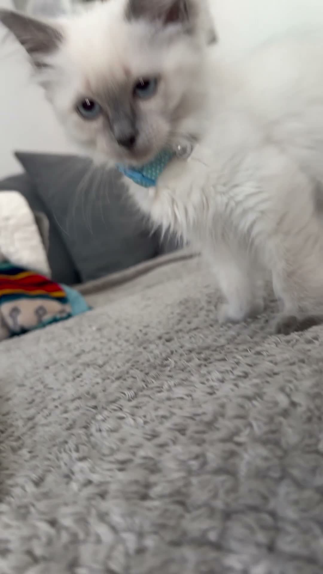 Ragdoll cats for sale: Pedigree Pure Ragdoll babies  - Video 3