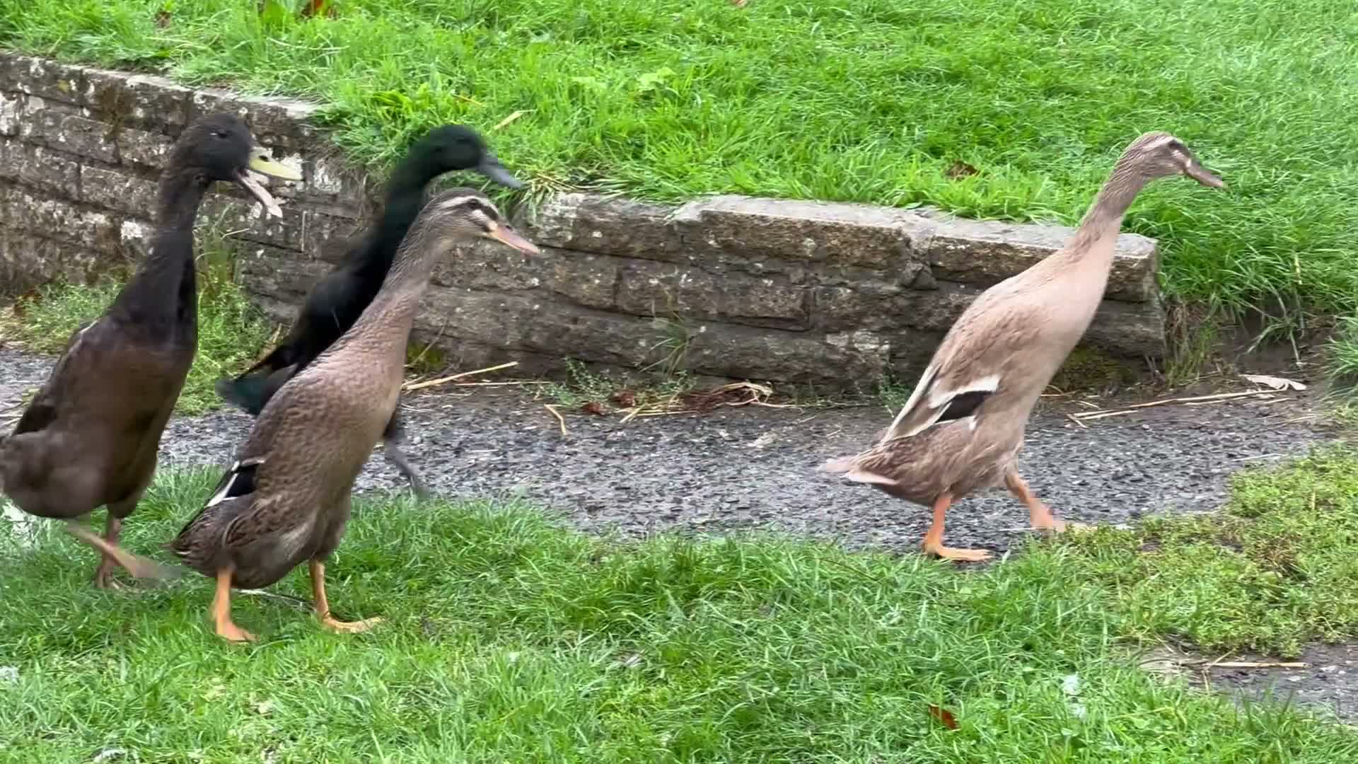 Ducks poultry for sale: Flock of young runner ducks - Video 3