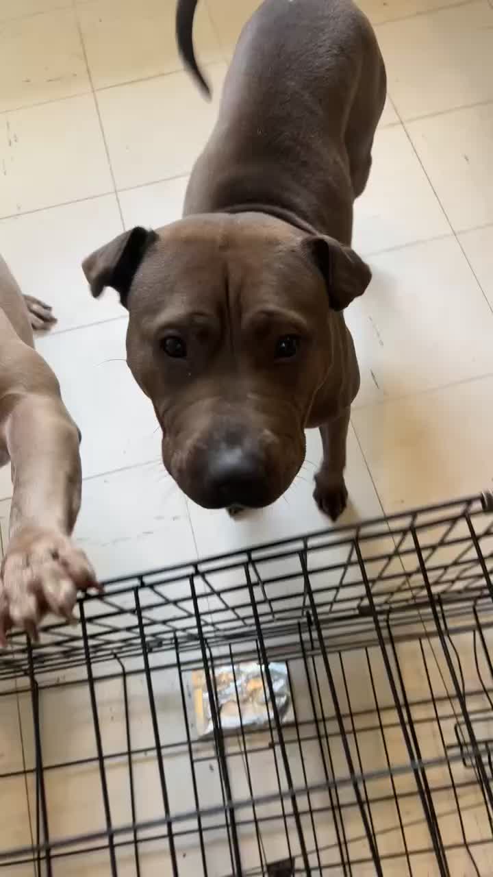 Mixed Breed dogs for sale: Sharp Pei for Sell - Video 1