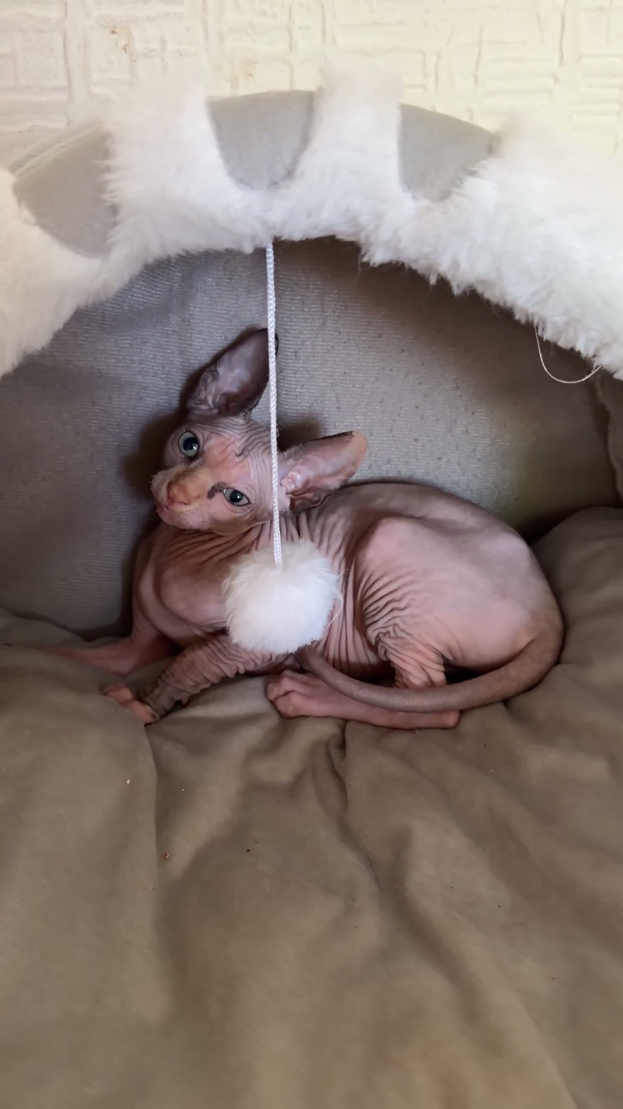Sphynx cats for sale: Beautiful Sphynx Girl Ready for Her Forever Home  - Video 1