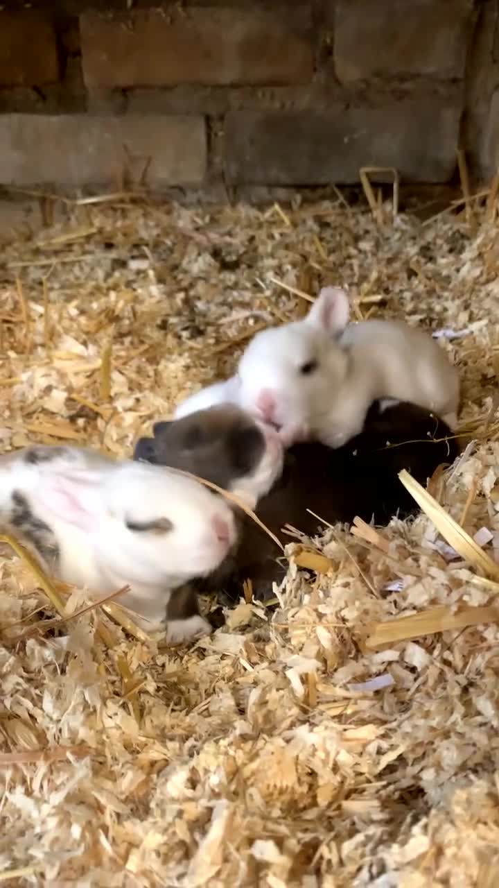 Mixed Breed rabbits for sale: blue eyed baby bunnies ready on the 4th April 💙💖 - Video 1