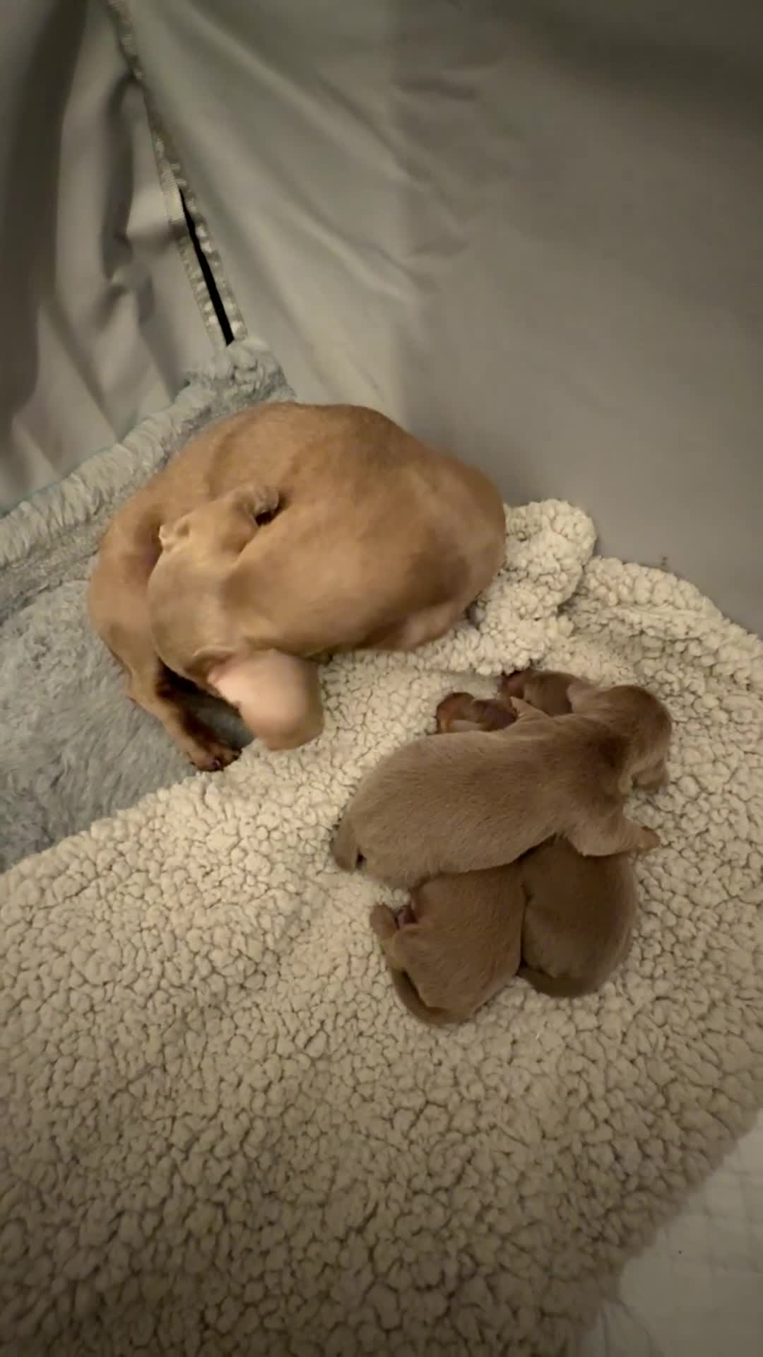 Miniature Dachshund dogs for sale: Miniature Dachshund  - Video 2