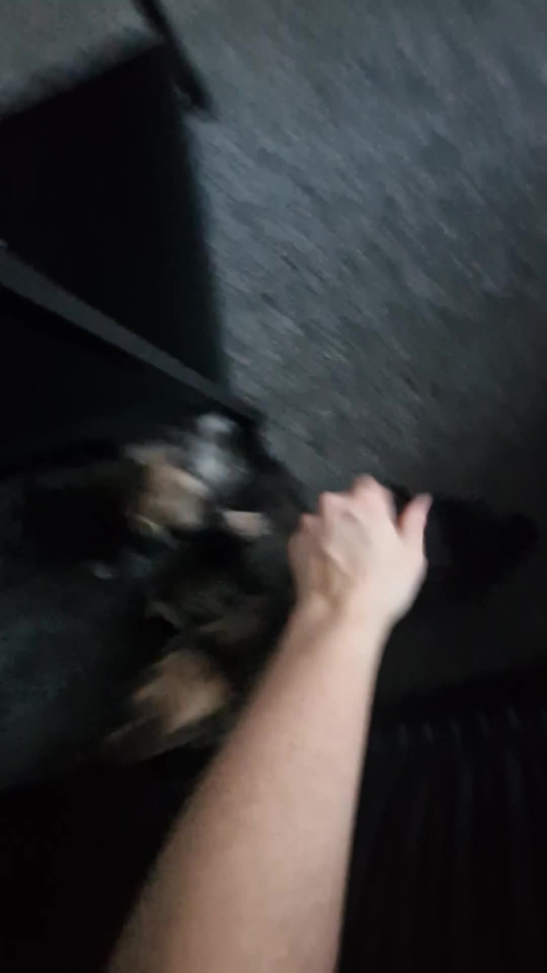 Chihuahua dogs for sale: **READY NOW** ONE left!! Beautiful Ebony.. 🥰🥰 ** - Video 2