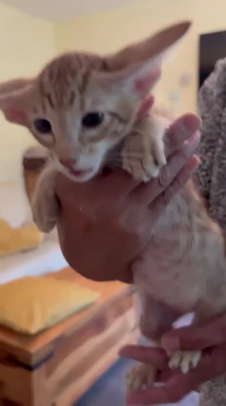 Oriental cats for sale: GCCF Oriental - Video 4