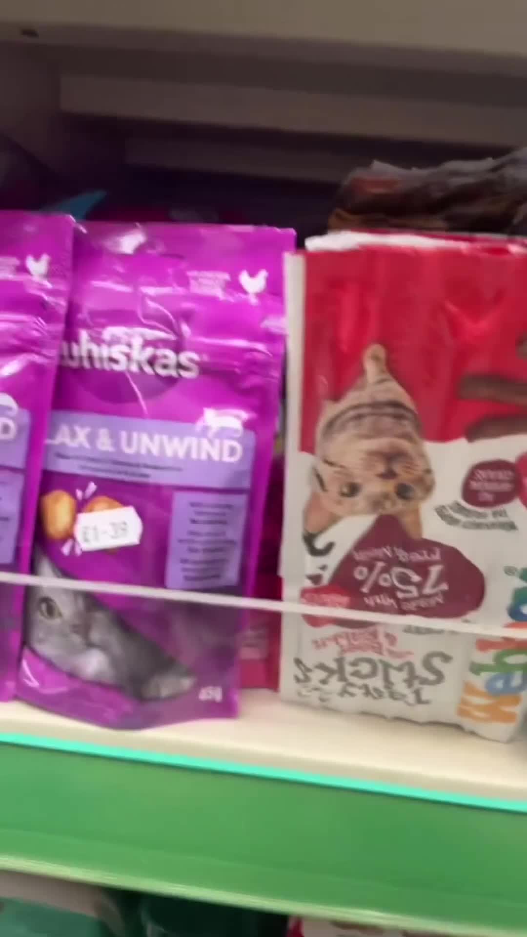 Ragdoll cats for sale:  Ragdoll kittens  - Video 2