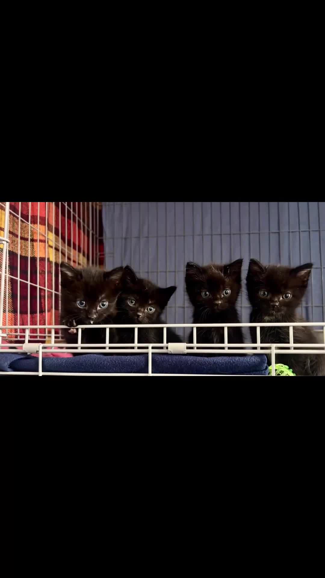Domestic Shorthair cats for adoption: Meet Ella, Ray, Otis and Marvin 🖤  - Video 1
