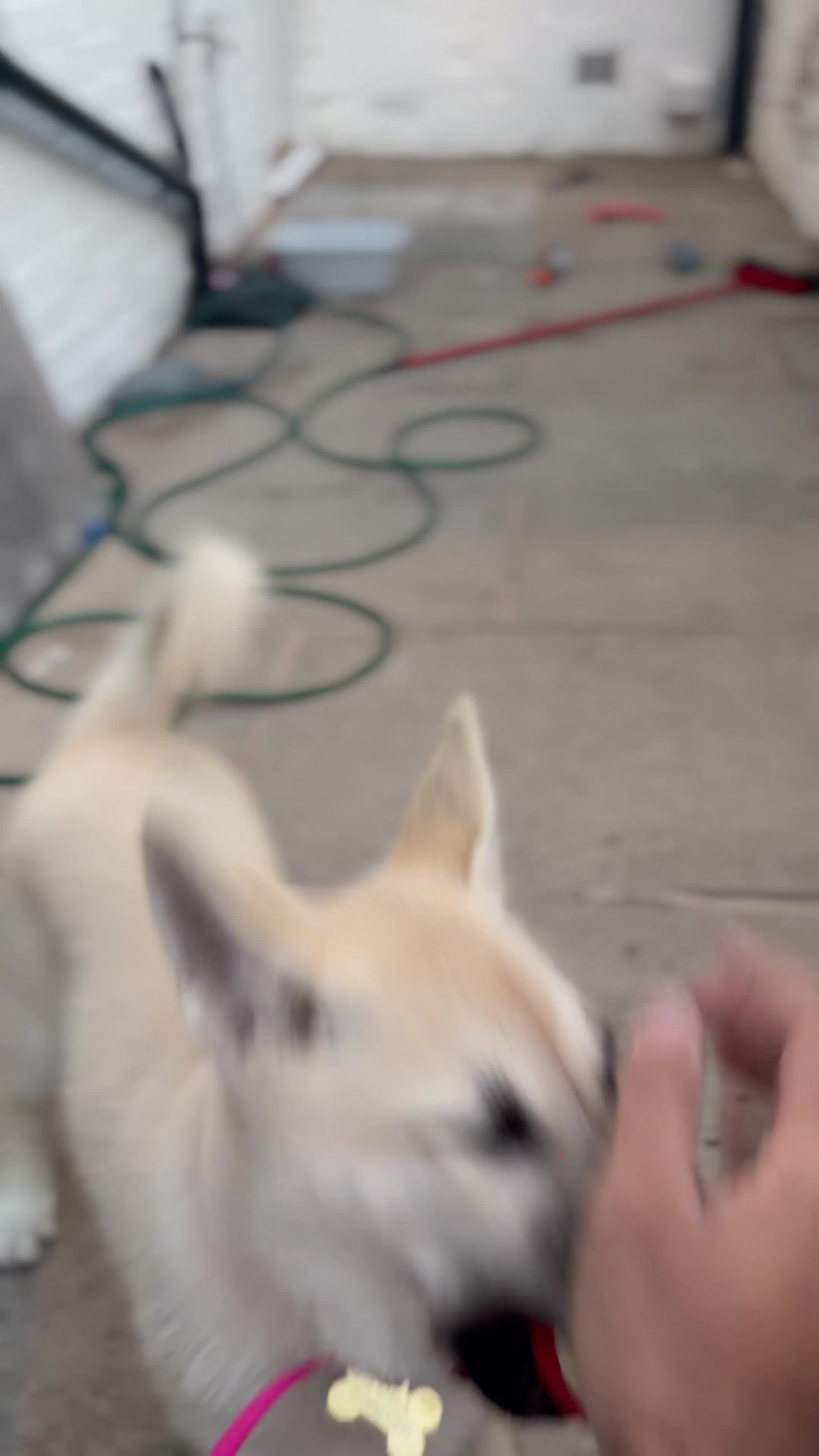 Huskita dogs for sale: Luna husky  - Video 1