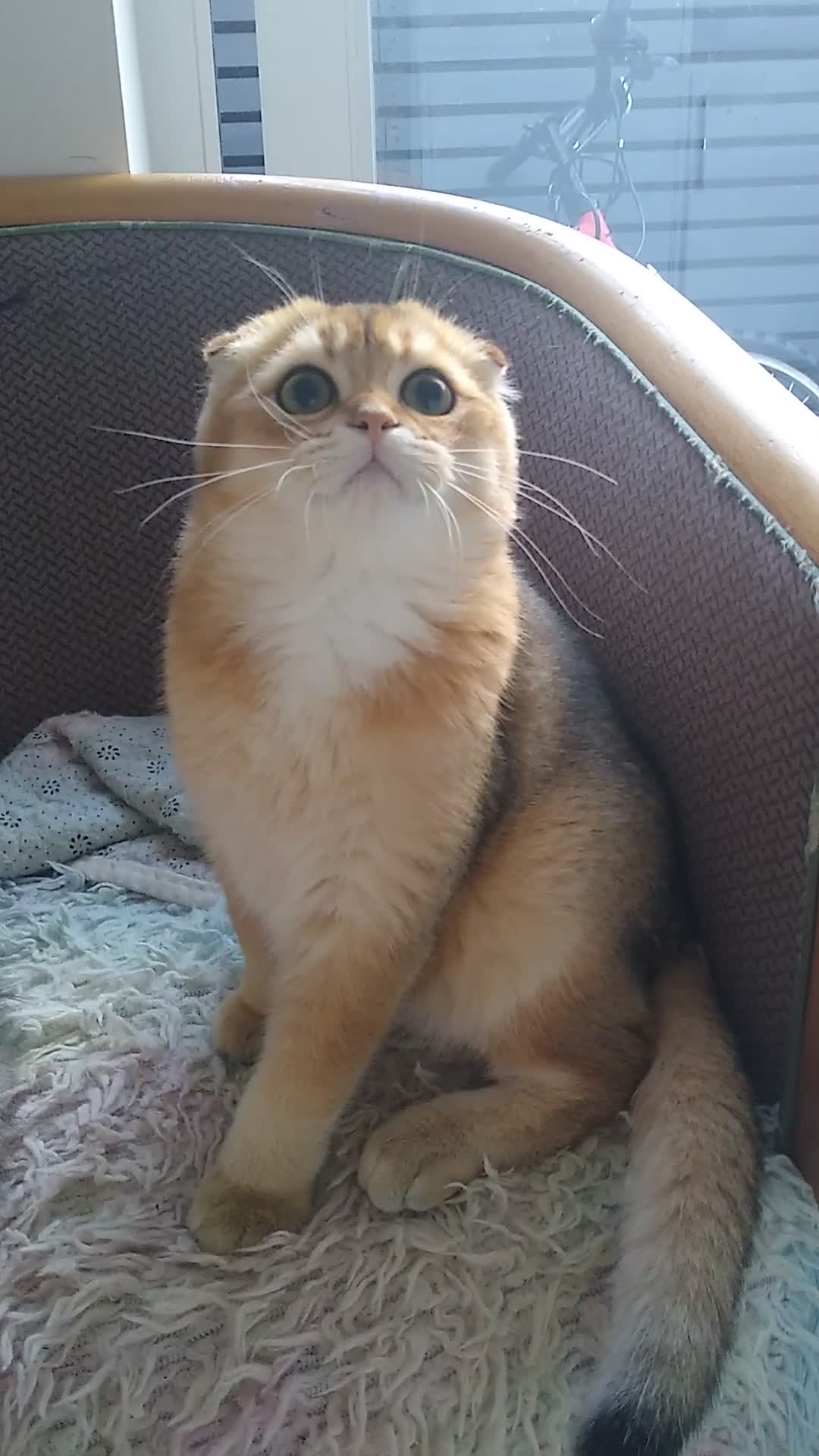 Scottish Fold cats for sale: 🐾Gorgeous Boy Available – TICA Scottish Fold 🐾 - Video 1