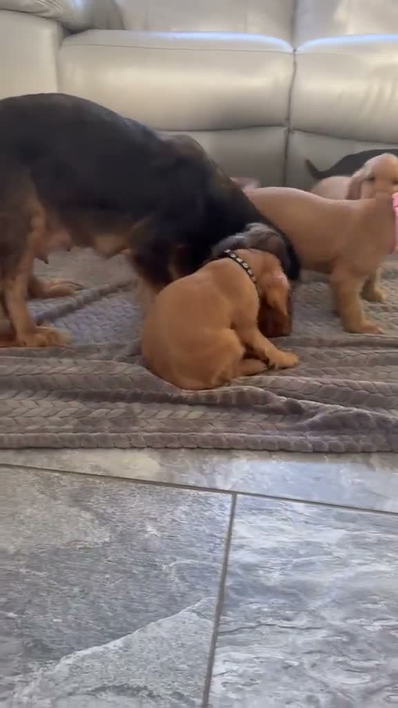 Cocker Spaniel dogs for sale: FULLHEATHTESTED OUTSTANDING SHOWTYPE COCKERSPANIEL in Alton - Video 2