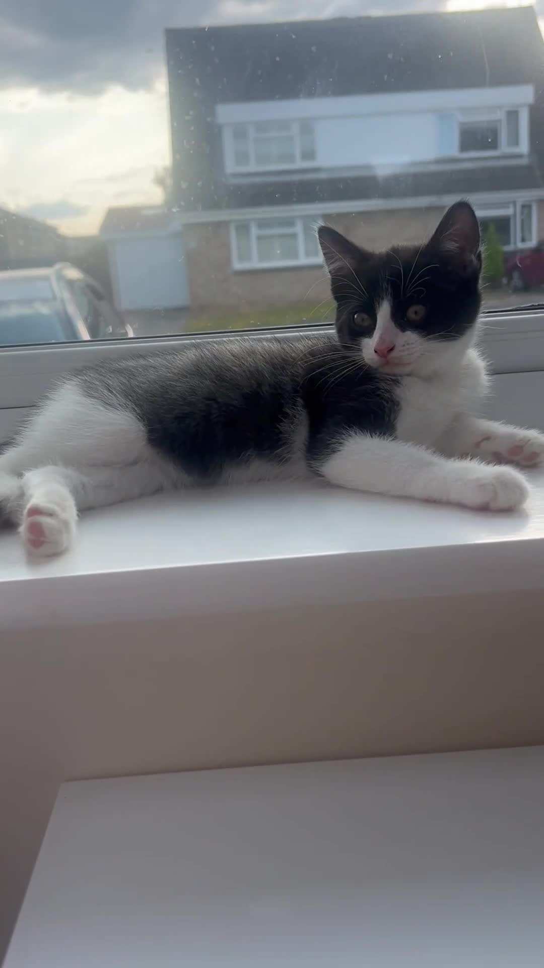 Mixed Breed cats for sale: Male kitten black and white - Video 1
