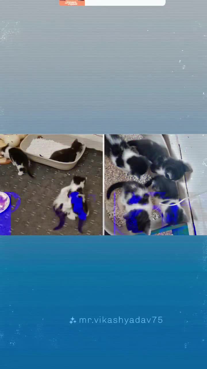Mixed Breed cats for sale: For sale 50 - Video 1