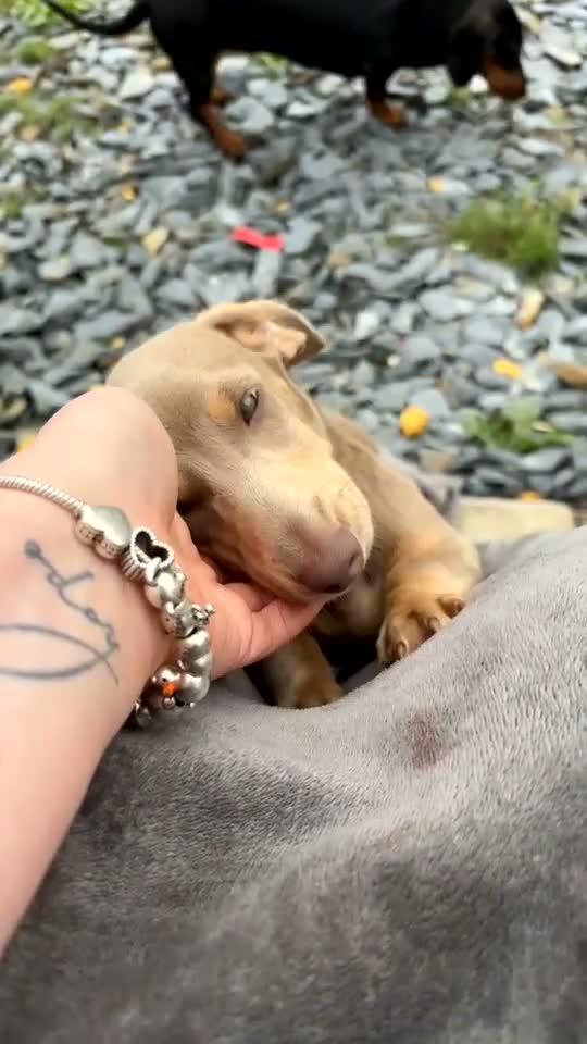 Miniature Dachshund dogs for sale: Male miniature dachshund - pup in Bradford - Video 2