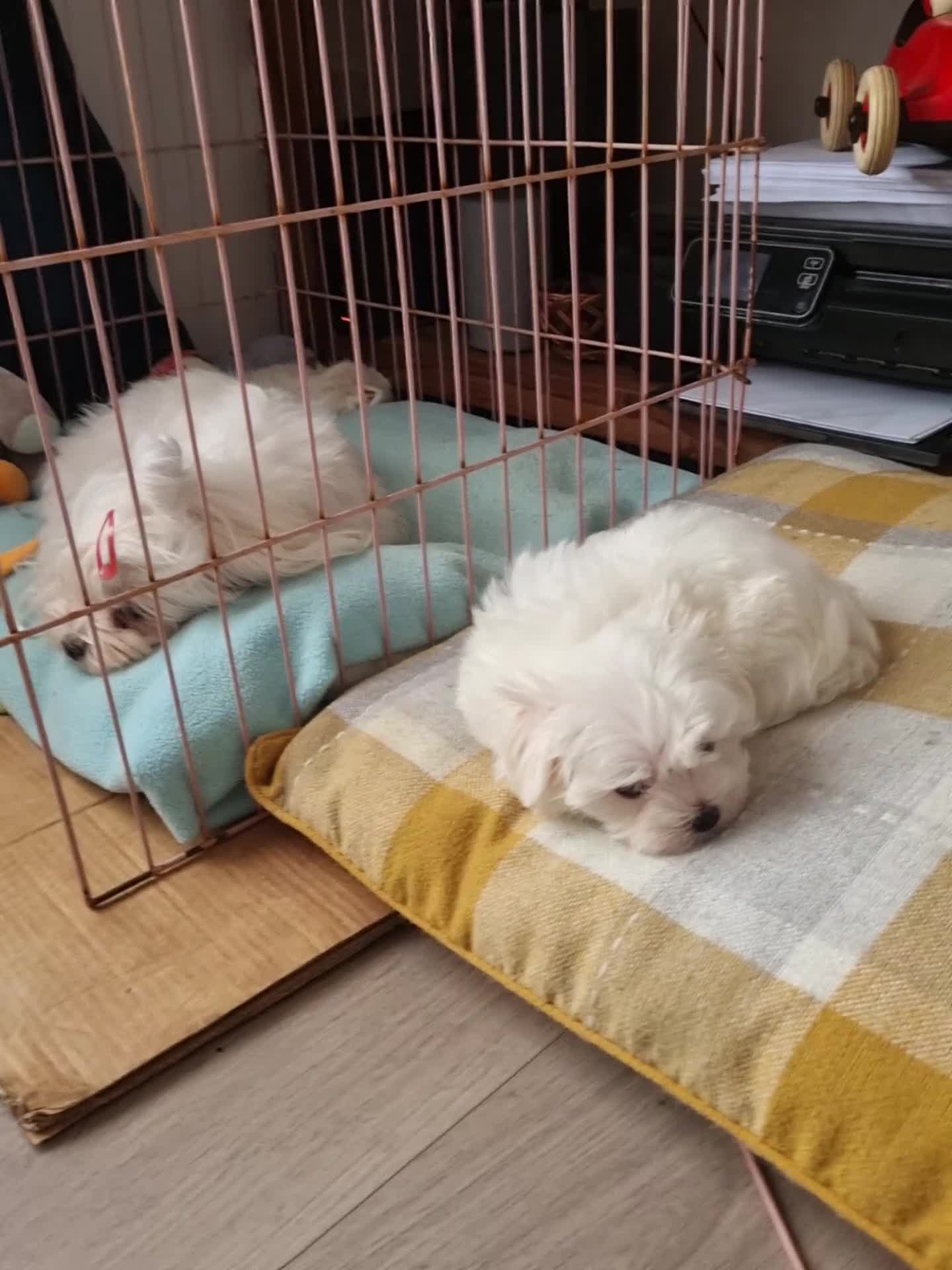 Maltese dogs for sale: Pure high quality Maltese pupies  - Video 1