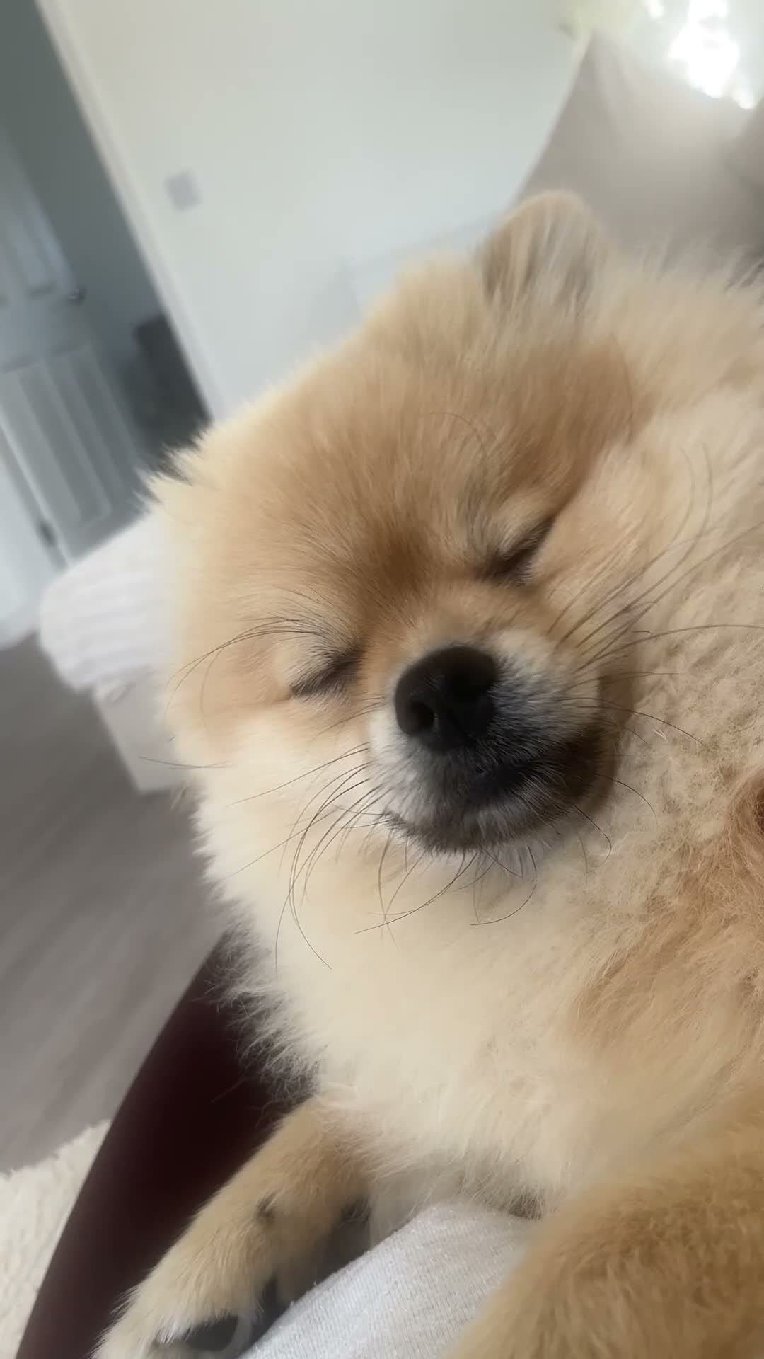 Pomeranian dogs for stud: Our pommy is up for stud 🐾  - Video 1