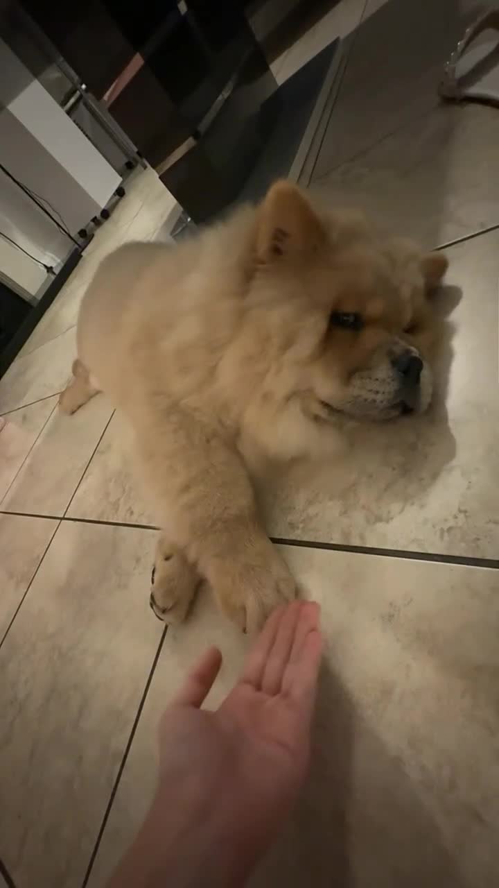 Chow Chow dogs for sale: Stunning fawn male chow chow - Video 1