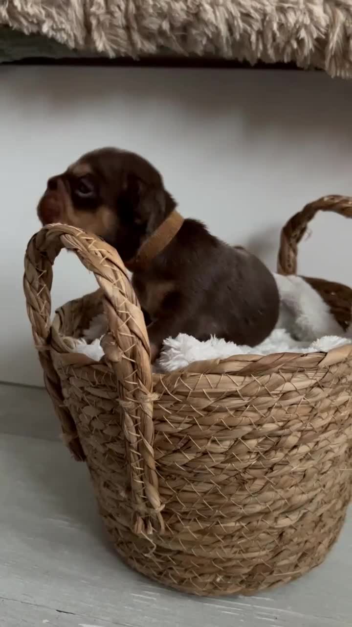 French Bulldog dogs for sale: Frenchies in Chocolate & Tan and Rojo - Video 3