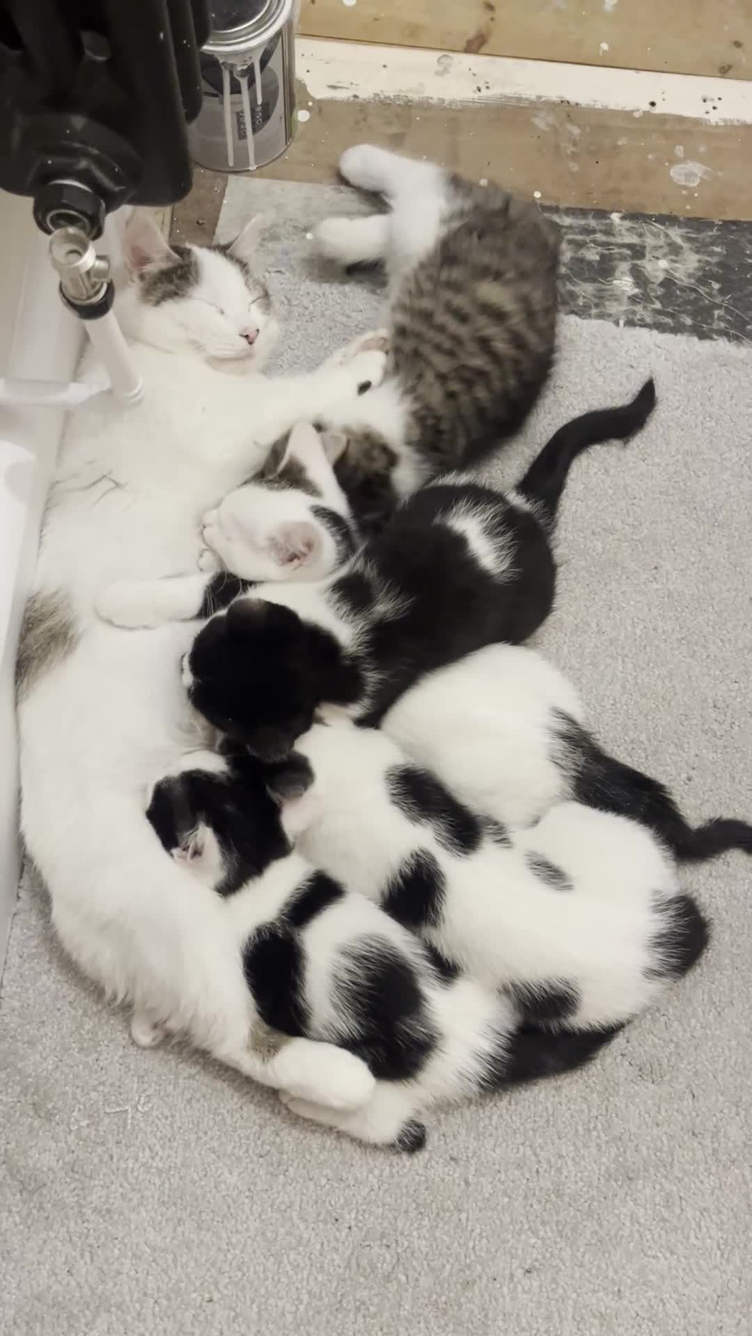 Domestic Shorthair cats for sale: Very Playful, Friendly & Mischievous Kittens! in Bradford - Video 2