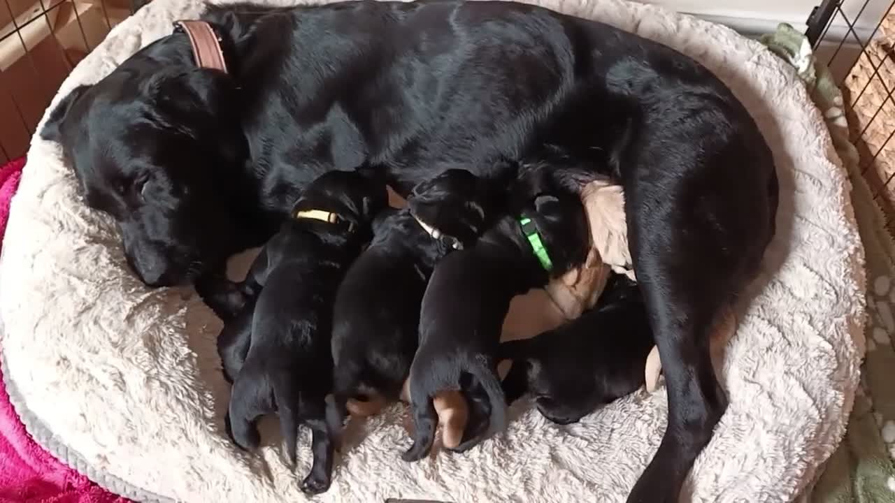 Goldador dogs for sale: Absolutely stunning Goldador puppies - Video 1