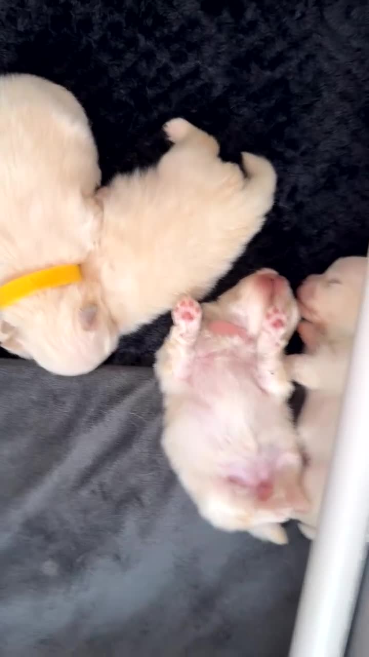 Pomeranian dogs for sale: Beautiful thick coat poms READY to leave next week - Video 4