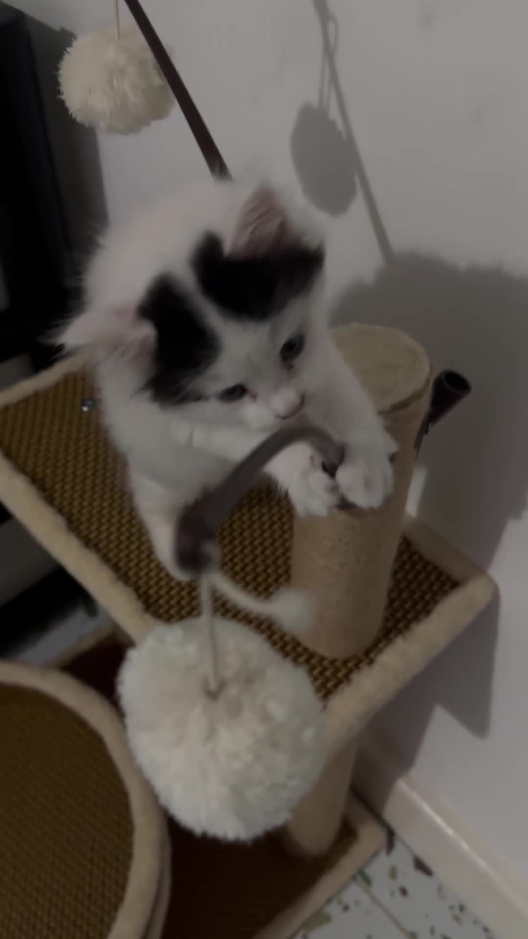 Maine Coon cats for sale: Maine coon mix kitten in Mansfield - Video 1