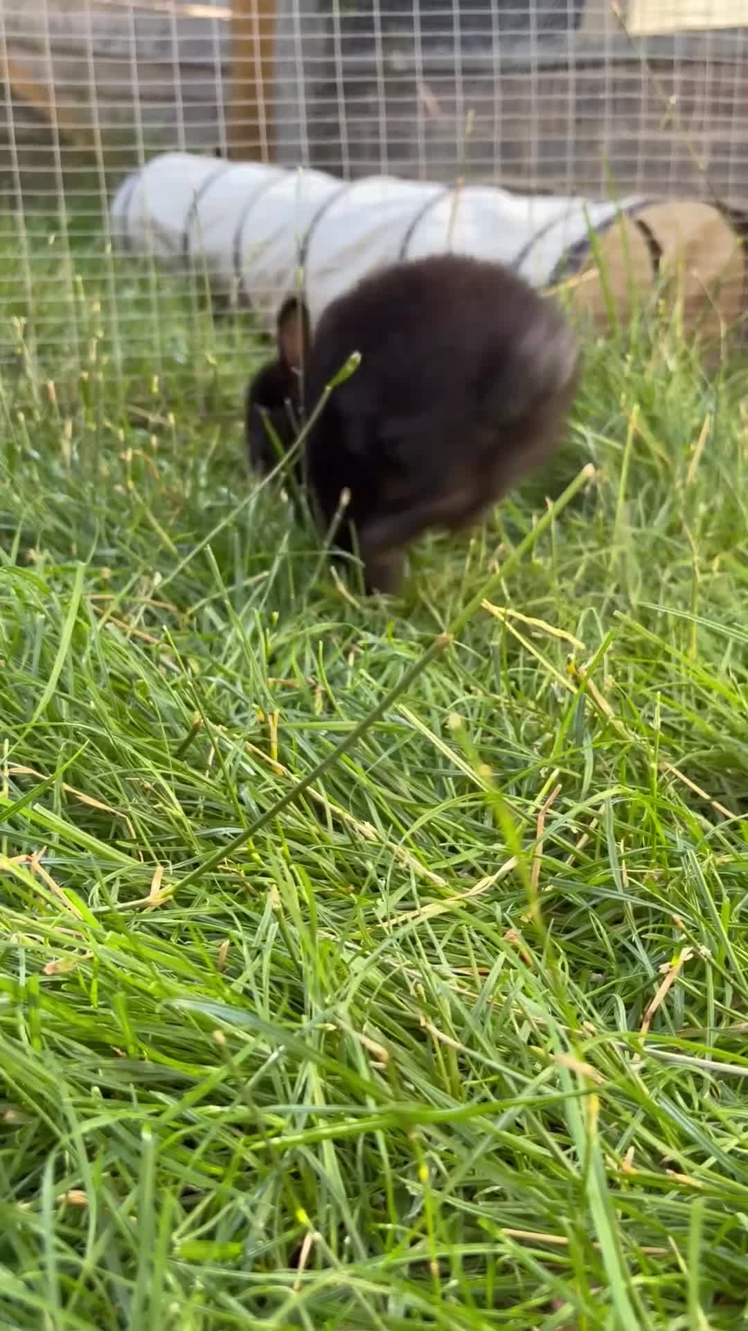 Netherland Dwarf rabbits for sale: Pure netherland dwarf  - Video 2