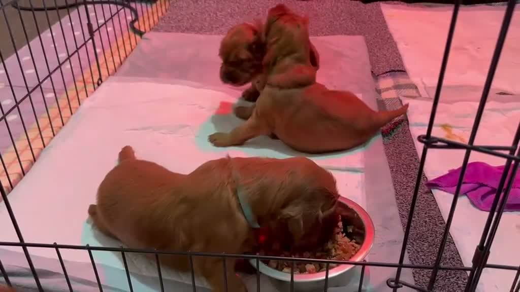 Irish Setter dogs for sale: Irish Setter Puppies in Galashiels - Video 3