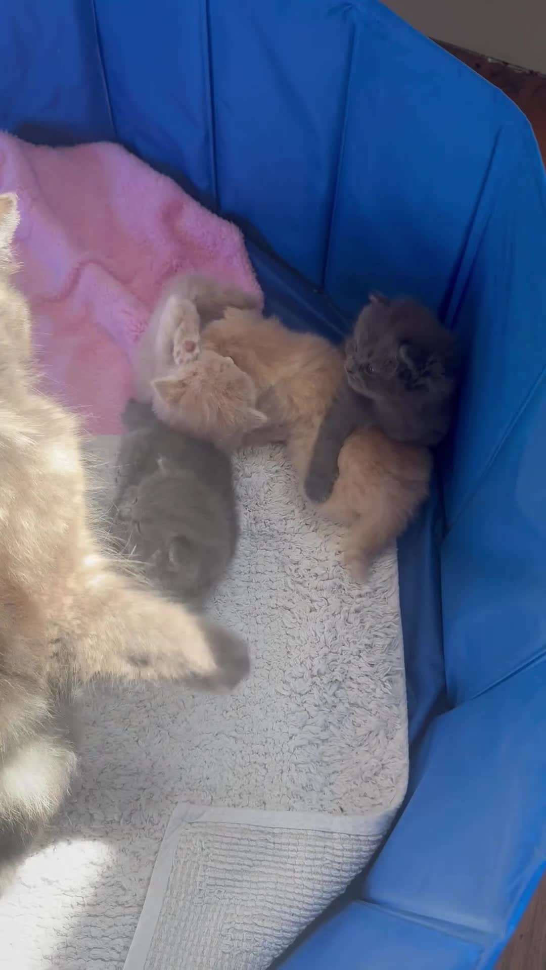Maine Coon cats for sale: MAGICAL MAINE COON KITTENS - Video 1