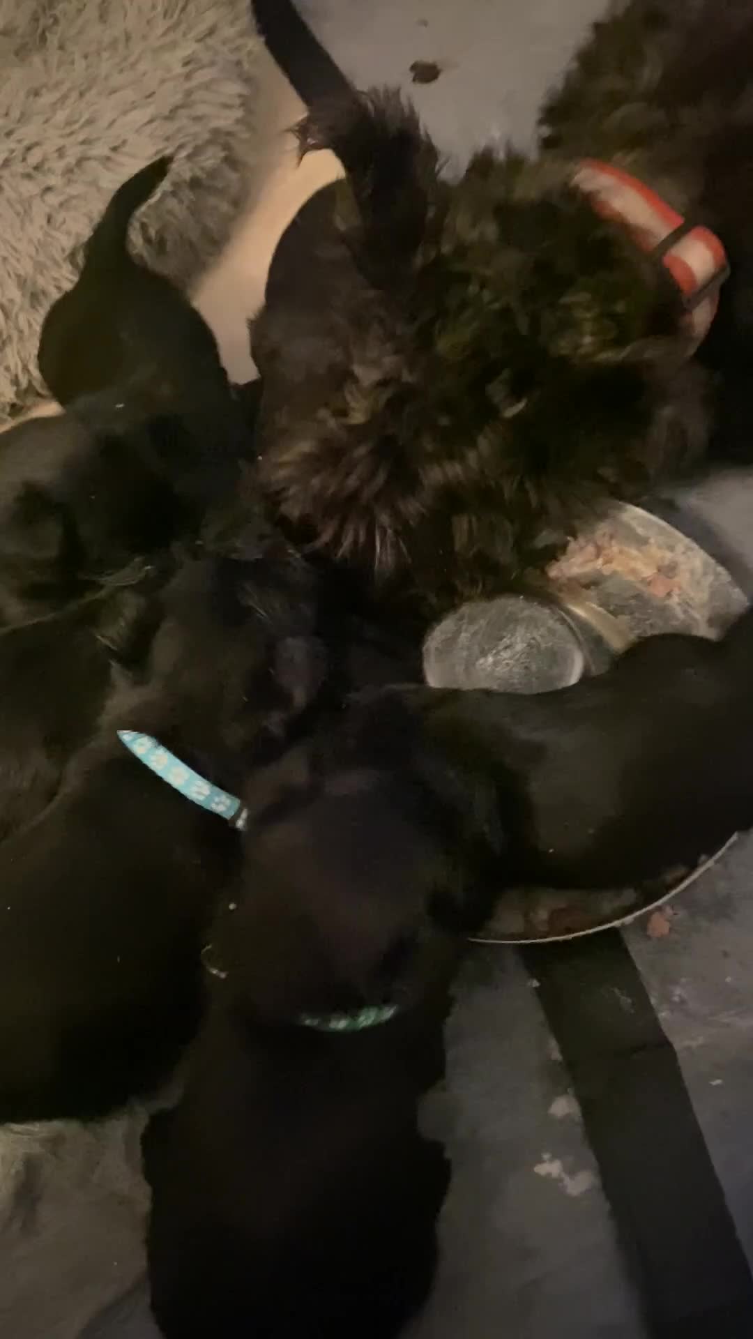 Scottish Terrier dogs for sale: Scottish terriers puppies - Video 1