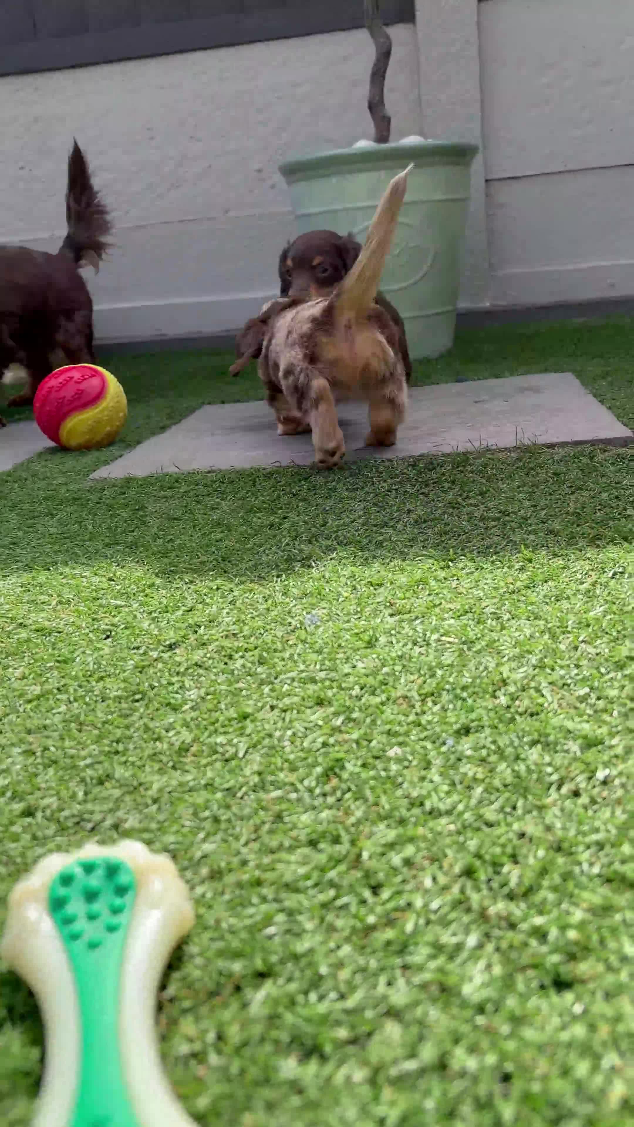 Miniature Dachshund dogs for sale: **LONGHAIRED MINIATURE DACHSHUNDS*** - Video 1