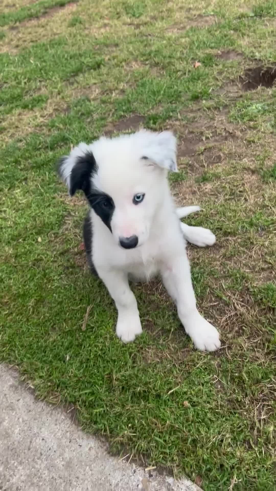Border Collie dogs for sale: 2 working collie pups left both girls  - Video 3