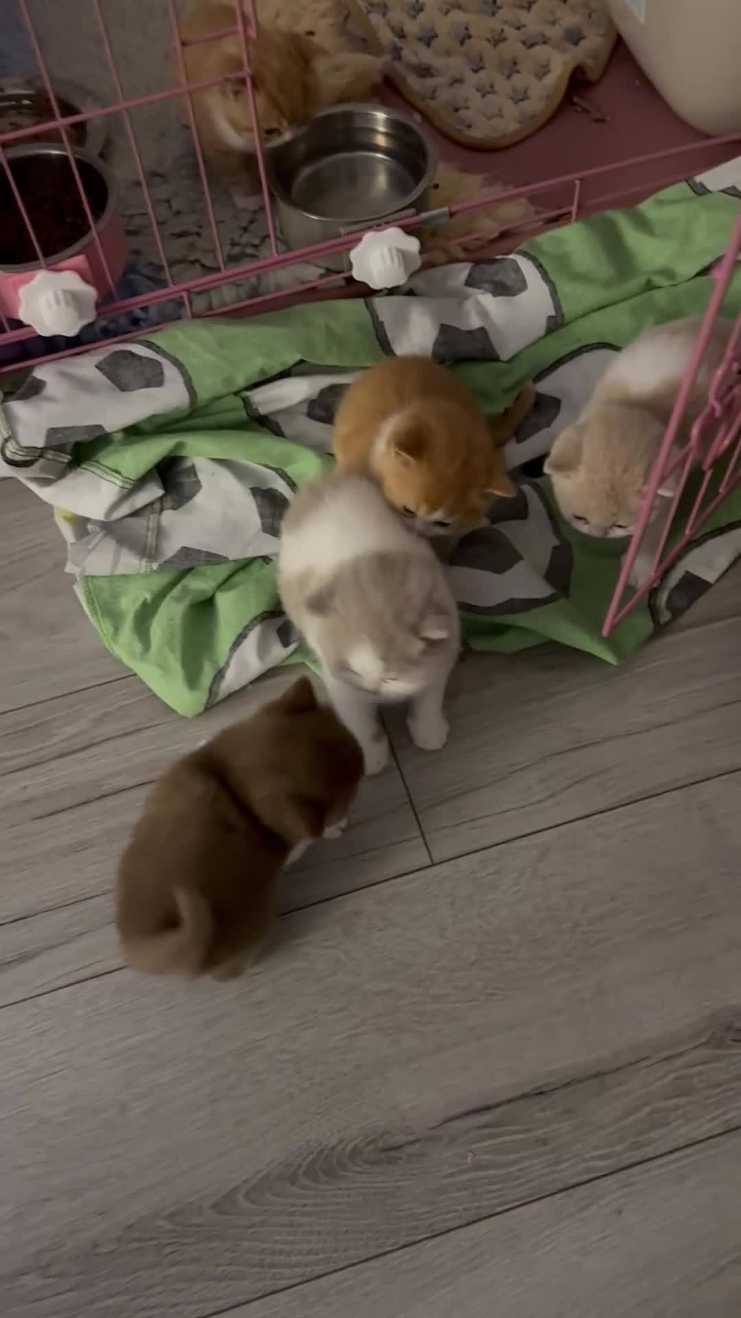 British Shorthair cats for sale: Pedigree British Shorthair TICA in Crewe - Video 2