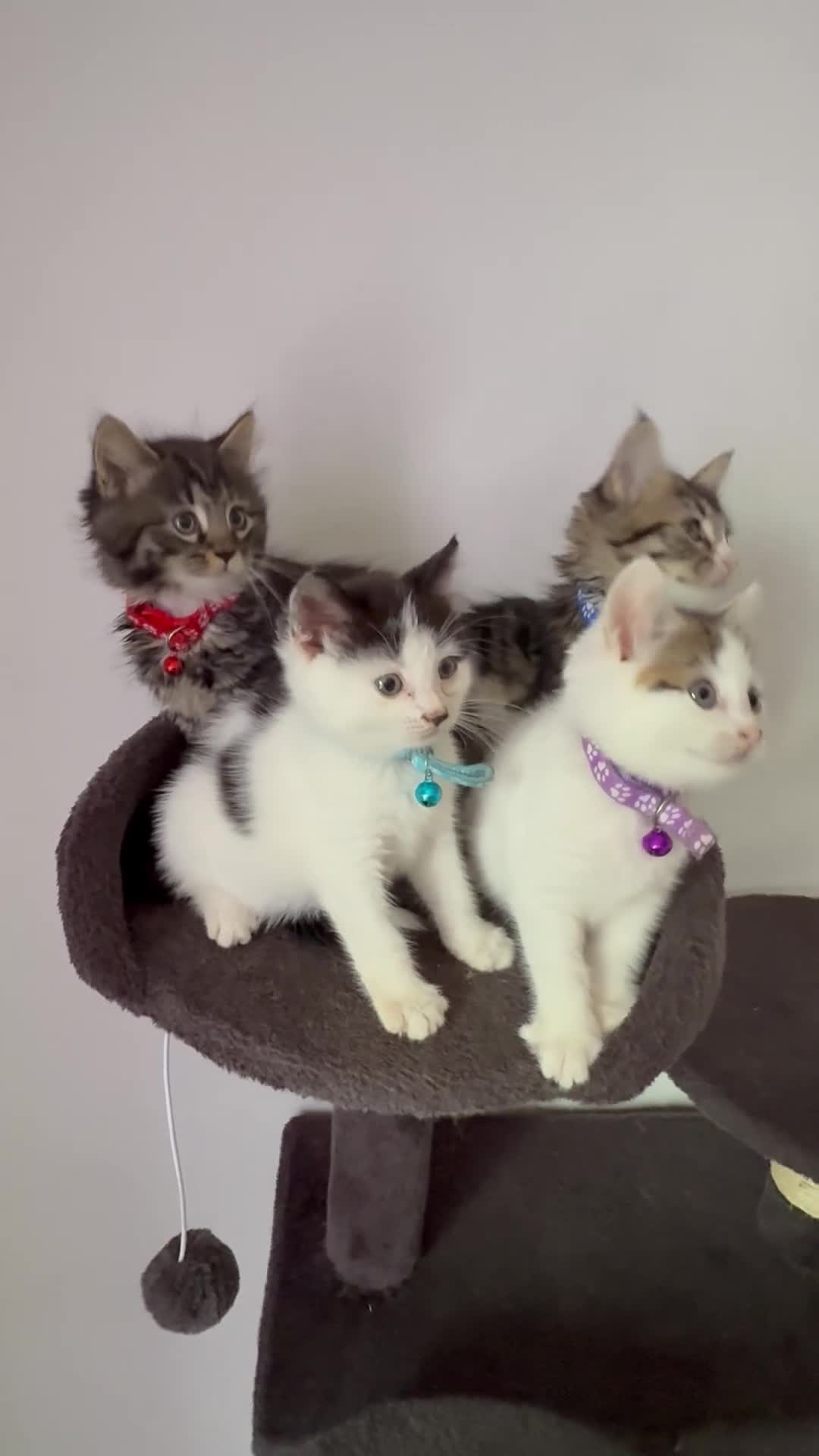 Ragcoon cats for sale: RAGCOONS ragdoll mainecoons  - Video 3