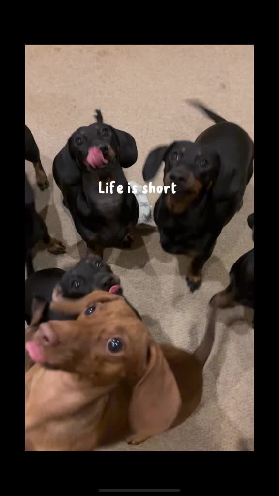 Dachshund dogs for sale: Pure bred perfect dachshund puppies - Video 2