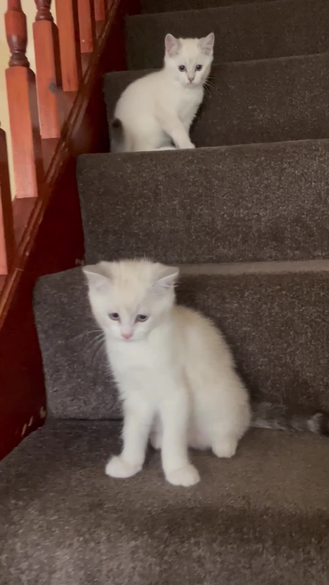 British Shorthair cats for sale: READY NOW,Loving&Playful British Shorthair Kittens - Video 3