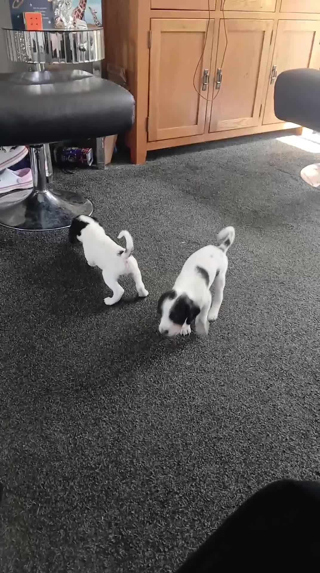 Mixed Breed dogs for sale: english springer spaniel cross foxhound - Video 1