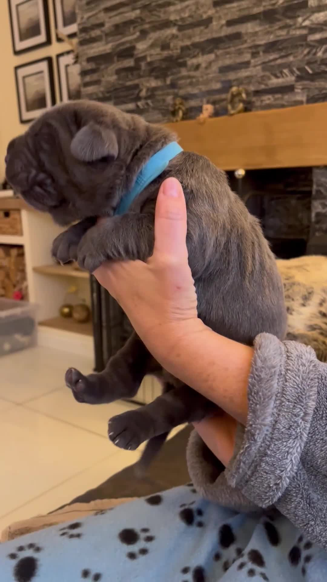 Neapolitan Mastiff dogs for sale: 2 Neapolitan mastiff puppies  - Video 3