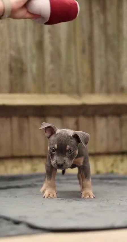 American Bully dogs for sale: American Bully Puppies - Video 4