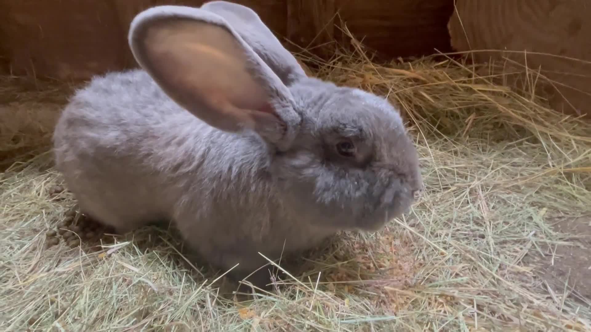 Continental Giant rabbits for sale: Giant Continental Male ("Thistle" - Video 1