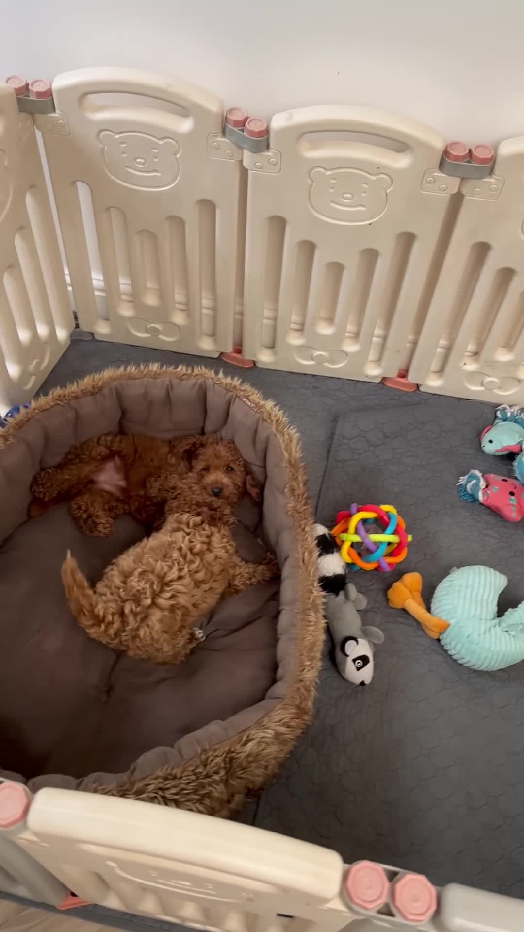 Cavapoo dogs for sale: Merlesque 5⭐️F1b curly teddy bear coats  - Video 1