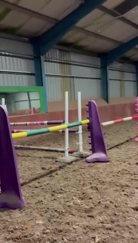 British Warmblood horses for sale: Romeo Quality Rising 3-Year-Old Gelding  - Video 1
