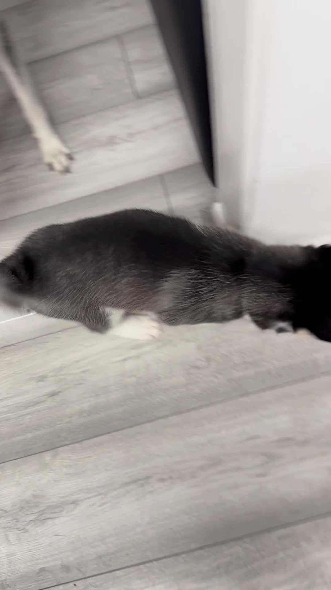 Siberian Husky dogs for sale: Strong Chunky Siberian Husky puppy’s  - Video 1