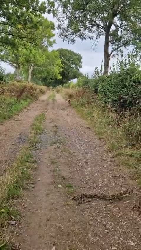 Border Collie dogs for sale: TRAINED BORDER COLLIE DOG BRED FOR TEMPERAMENT - Video 2